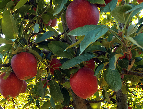 Apple Season