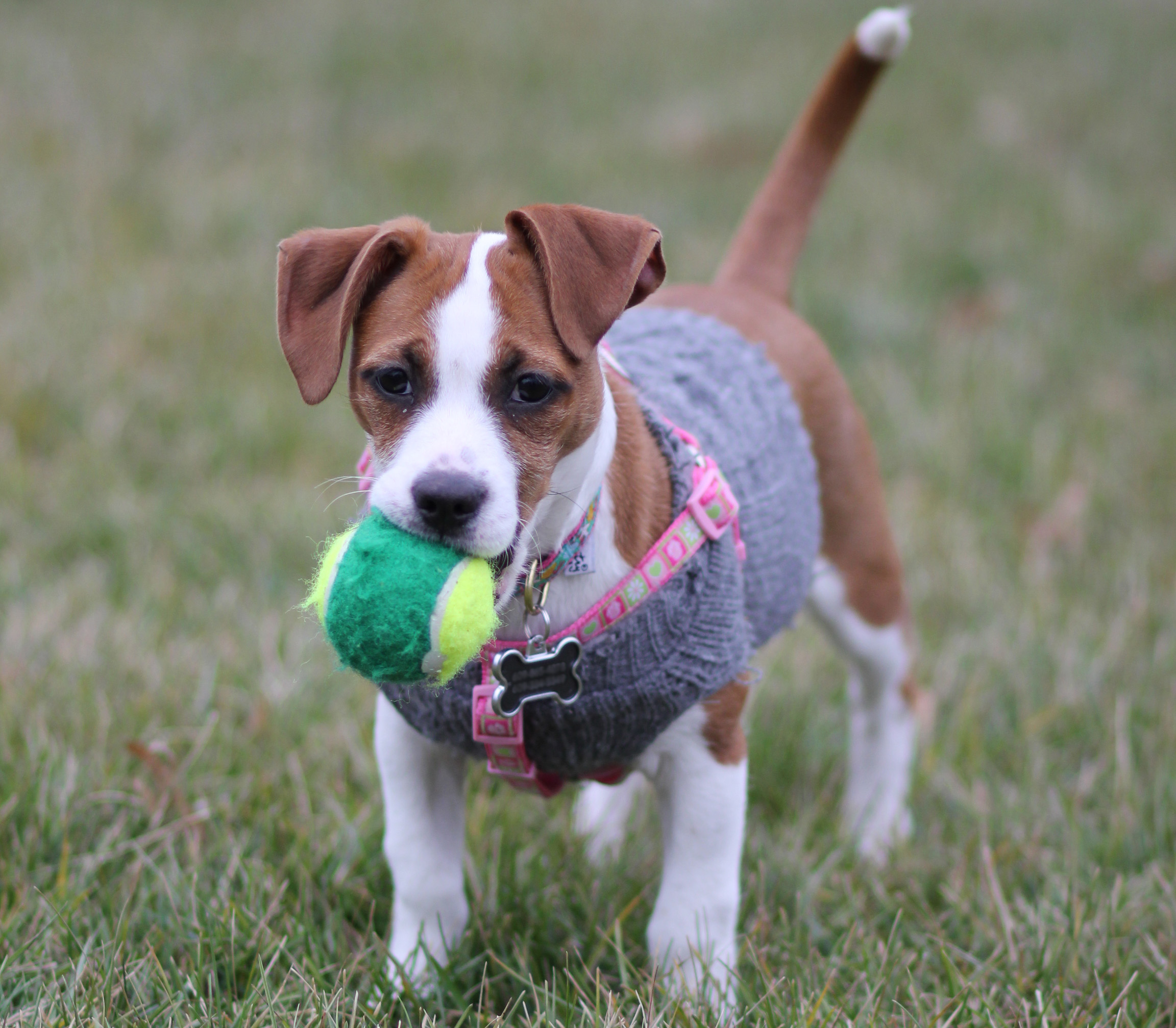 Pet Friendly Hendersonville Visitors Information Center Hendersonville Nc