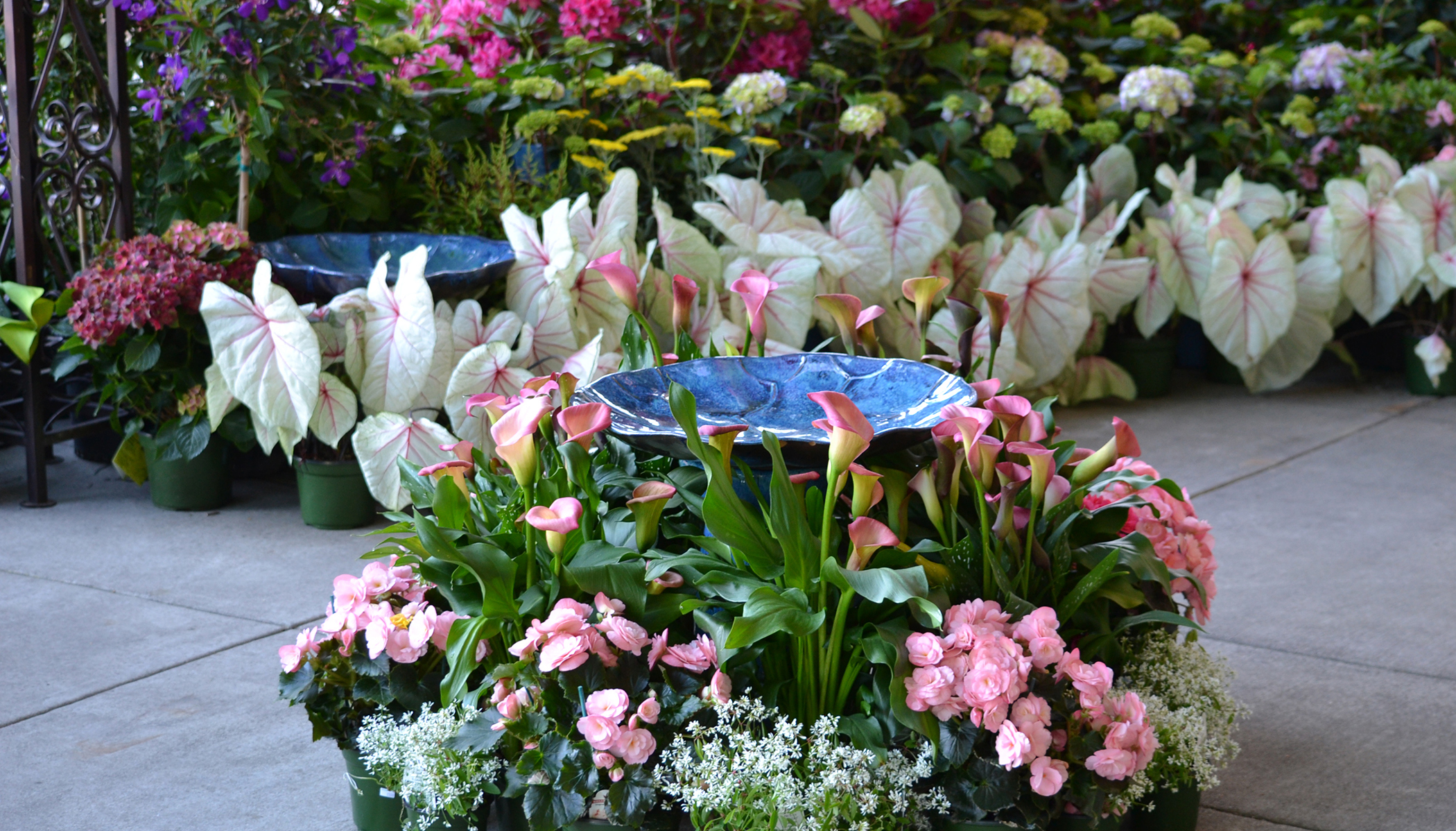 Garden Jubilee 2020 Nurseries and Orchard Tour