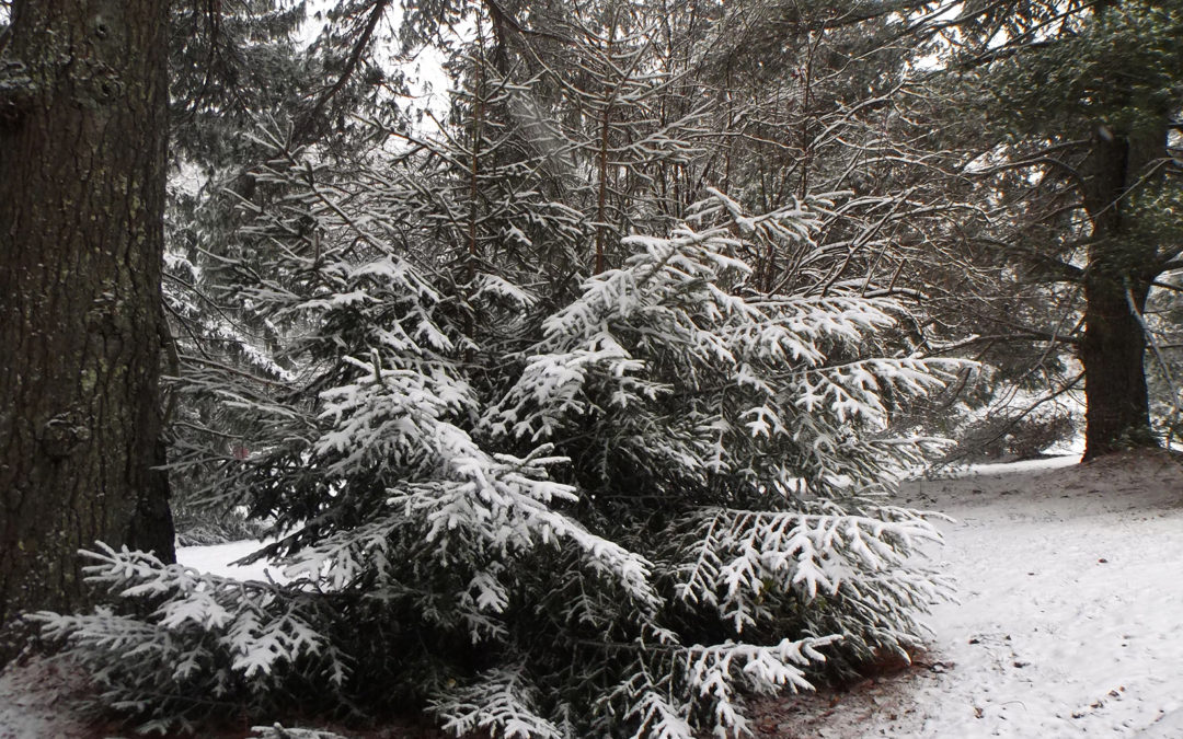 Beat the Winter Blues in Hendersonville