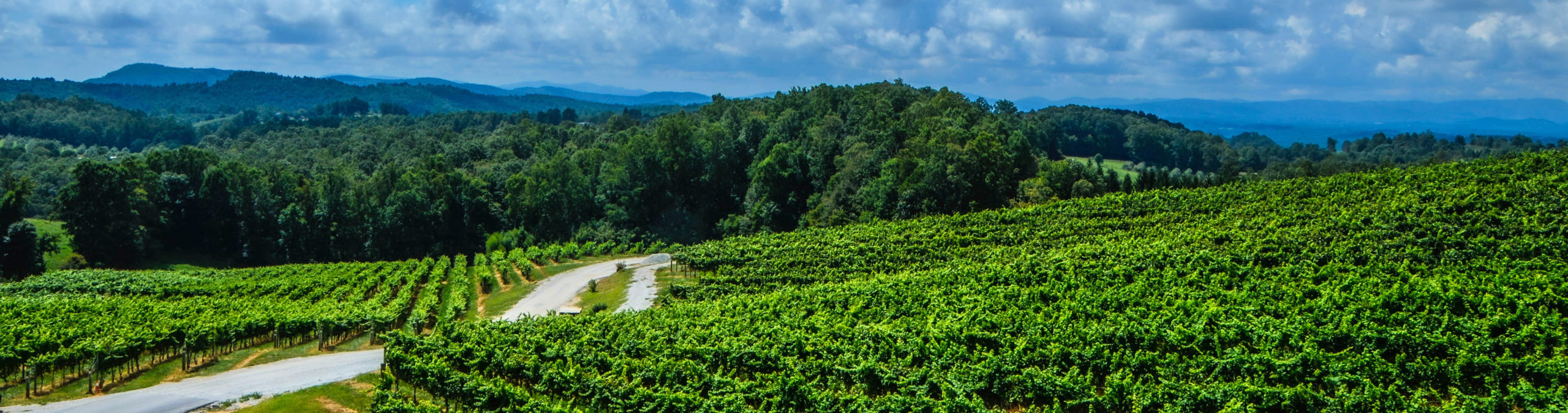 vineyards-mountain-banner